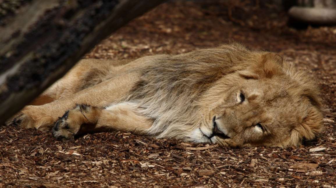 Bist du auch so ein schlafender Löwe?